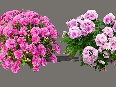 花草 2D菊花 玫红色菊花 粉白渐变菊花