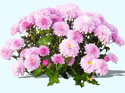 花草 2D菊花 粉白菊花