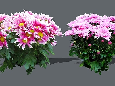 花草 2D菊花 玫红色菊花 粉白渐变菊花