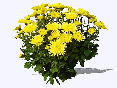 花草 2D菊花