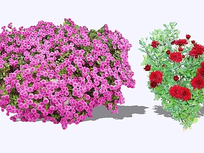 花草 2D菊花 玫红色菊花