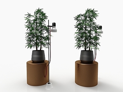 现代风格植物