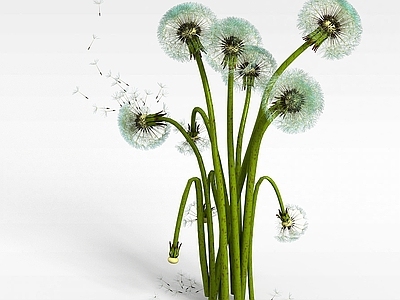 现代佛龛 野生蒲公英