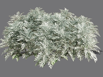 灌木 2D银叶菊 雪叶菊 色块植物 花坛花镜植物