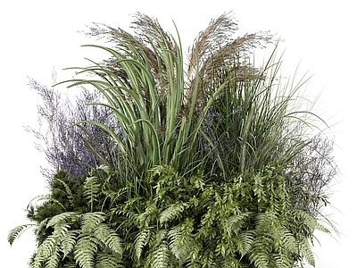 花草组合 花草