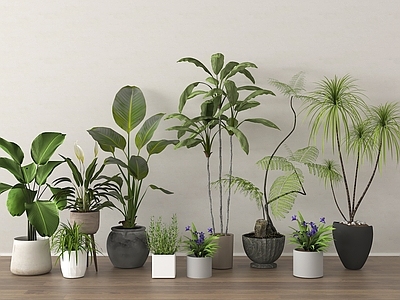 盆栽 植物组合 植物盆栽盆景