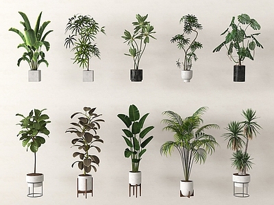 盆栽 植物组合 植物盆栽盆景