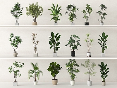 盆栽 植物组合 植物盆栽盆景