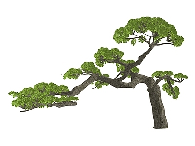 盆栽 造型松 松树 禅意 造景