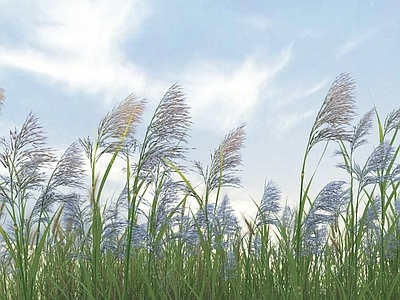 植物组合 芦苇 植物