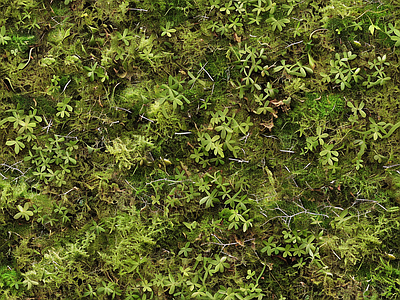 现代自然地面 苔藓 自然 绿色植物 墙地面苔藓 湿润环境