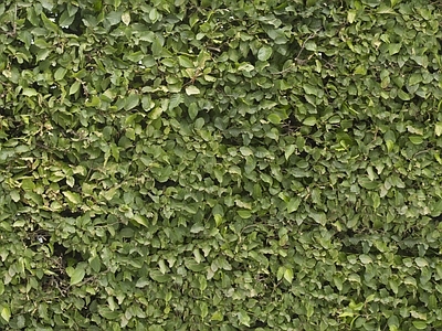 现代自然地面 植物 绿篱 篱笆 草坪