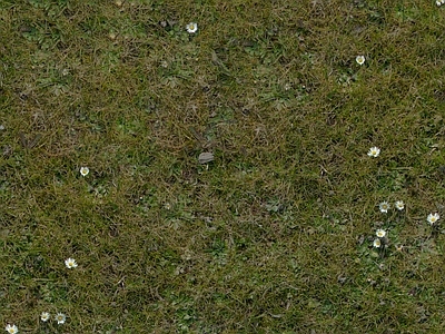 现代自然地面 草坪 小百花 公园地面 户外地面 草地