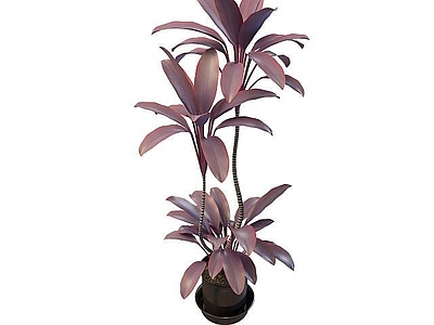 现代室内花草