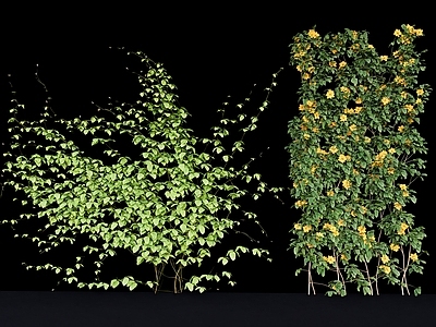 藤蔓 爬山虎 炮仗花 爬藤