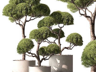 盆栽