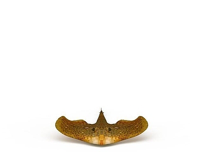 现代爬行类动物 飞鳗