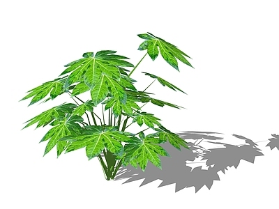 灌木 八角金盘