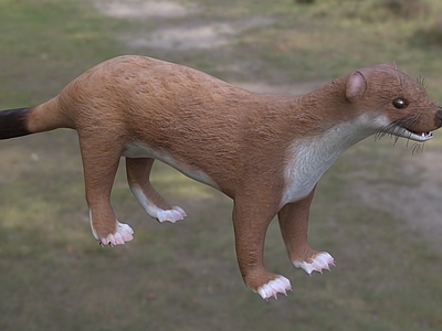 爬行类动物 黄鼠狼 动物 生物