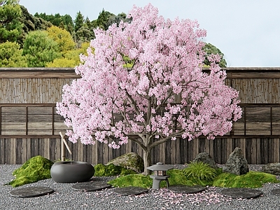 乔木 樱花树 汀步 庭院花园 苔藓 水钵