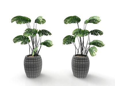 现代风格植物