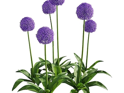现代植物紫色大葱花