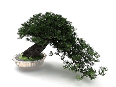 现代盆景迎客松