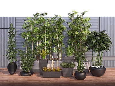 现代景观植物盆栽植物景观竹
