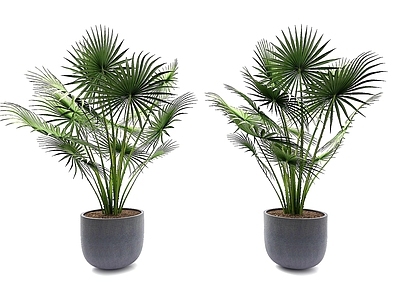 现代风格植物