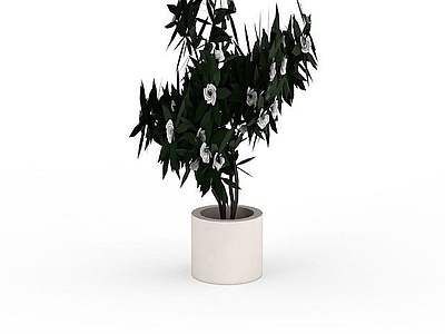 现代佛龛 盆栽山茶花