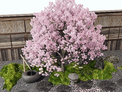 日式庭院小品 樱花 汀步 枯山水 水钵 开花树