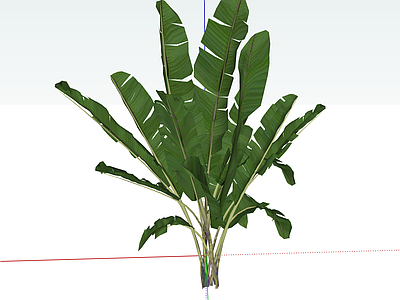 花草 草本植物 芭蕉树