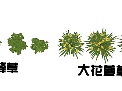 花草 花境 盆栽花草 香蜂草 大花萱草