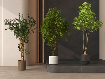 盆栽 绿植盆栽 盆景
