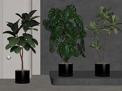 盆栽 绿植盆栽 盆景