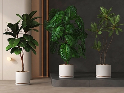 盆栽 绿植盆栽 盆景