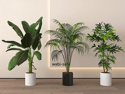 盆栽 绿植盆栽 盆景