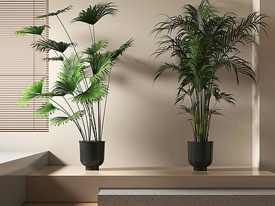 盆栽 绿植盆栽 盆景