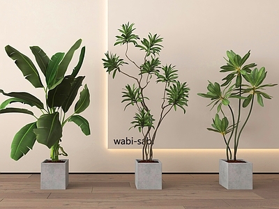 盆栽 绿植盆栽 盆景