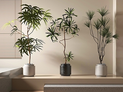 盆栽 绿植盆栽 盆景