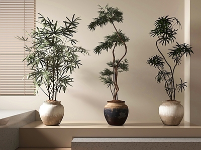 盆栽 绿植盆栽 盆景