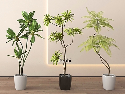 盆栽 绿植盆栽 盆景