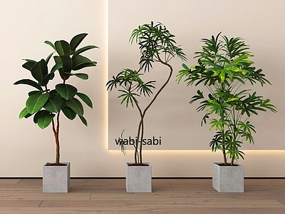 盆栽 绿植盆栽 盆景