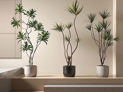 盆栽 绿植盆栽 盆景
