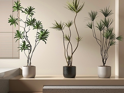 盆栽 绿植盆栽 盆景