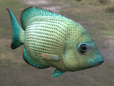 水生类动物 蓝倒吊 动物 生物 鱼