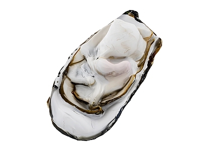 厨房用品 食物 海鲜 生蚝 贝壳 牡蛎