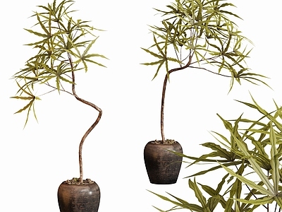 盆栽 现代植物盆栽树