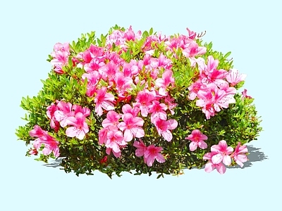 灌木 2D杜鹃花 开花灌木 春鹃