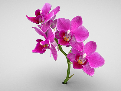 花 迷你兰花 粉色蝴蝶兰 蝴蝶兰 蝴蝶蓝 花朵